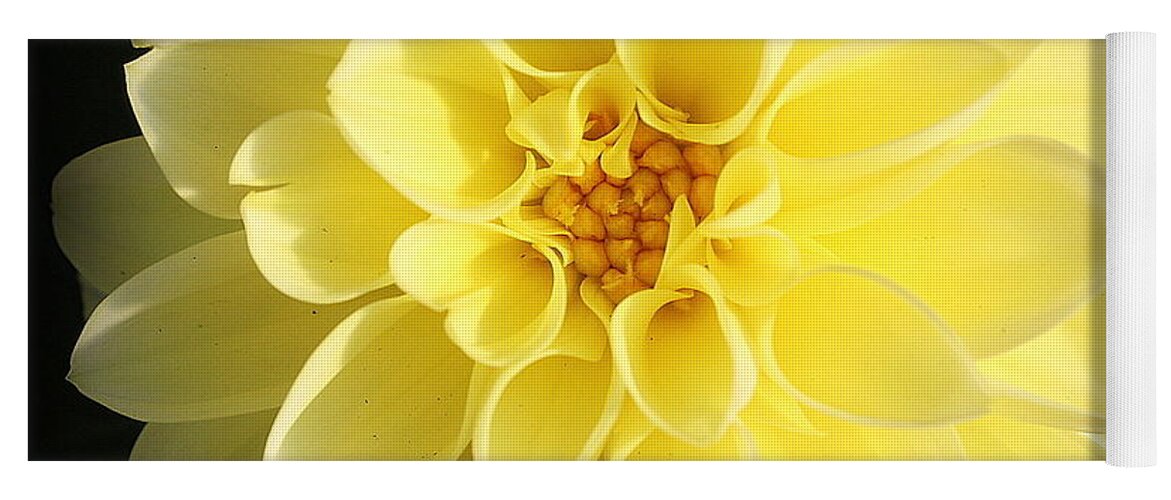 Nature Yoga Mat featuring the photograph Glowing Yellow Dahlia #1 by Dora Sofia Caputo