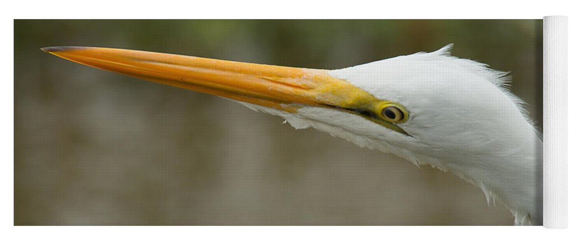 Great Egret Yoga Mat featuring the photograph Great Egret #2 by Frank Madia