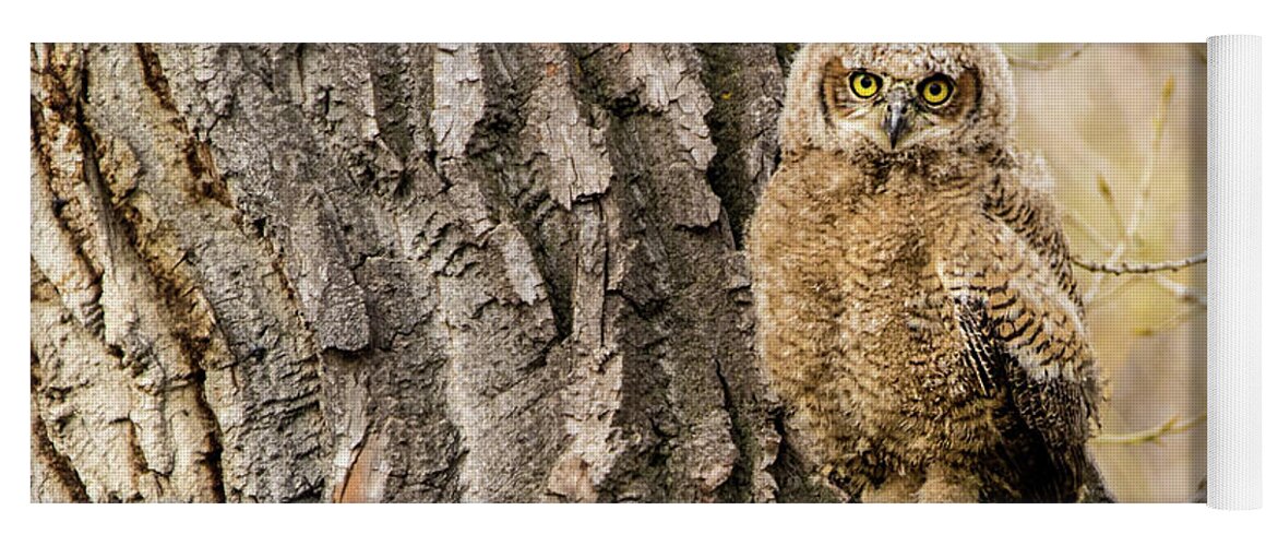 Bubo Virginianus Yoga Mat featuring the photograph Great Horned Owlet #2 by Dawn Key