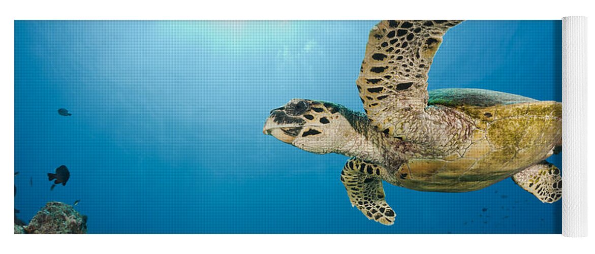 Hawksbill Yoga Mat featuring the photograph Hawksbill Turtle #2 by Reinhard Dirscherl