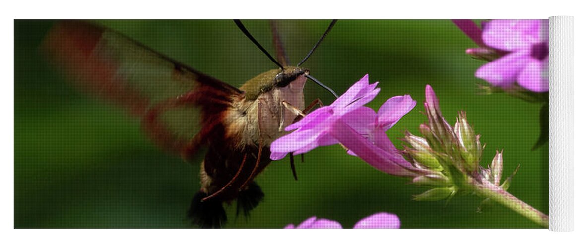 Hummingbird Yoga Mat featuring the photograph Hummingbird Clearwing Moth #1 by Gary E Snyder