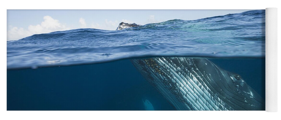 Humpback Whale Yoga Mat featuring the photograph Humpback Whale #2 by Reinhard Dirscherl