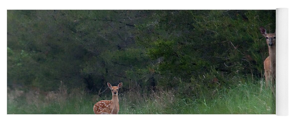 Fawn Yoga Mat featuring the photograph Mom and Baby #2 by David Arment
