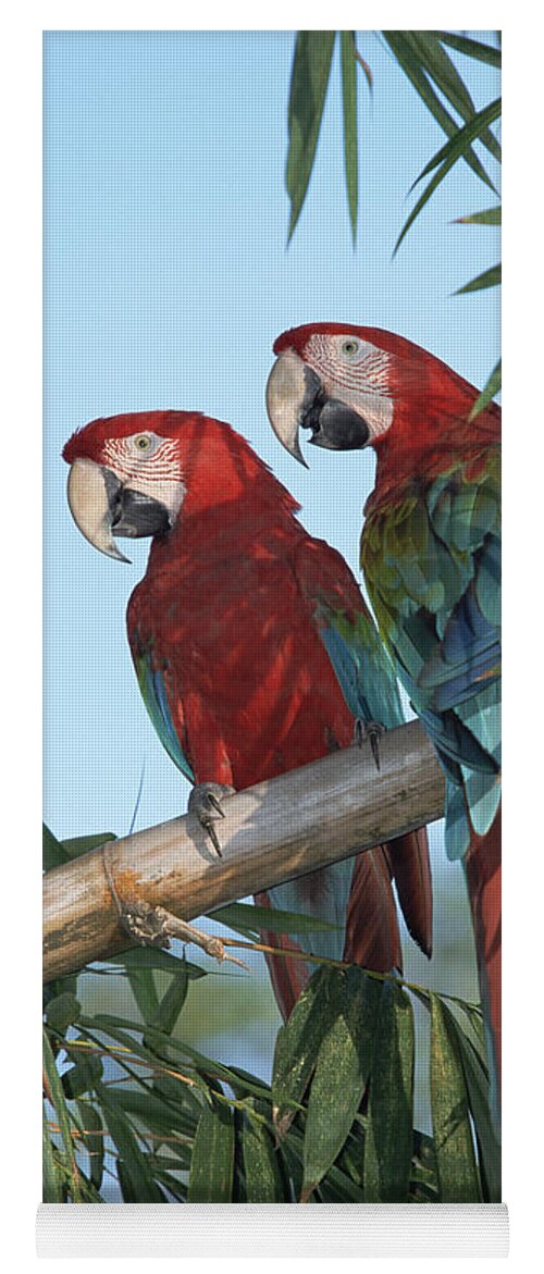 Mp Yoga Mat featuring the photograph Red And Green Macaw Ara Chloroptera #2 by Konrad Wothe