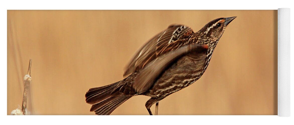 Red Winged Blackbird Yoga Mat featuring the photograph She's A Lady #2 by Debbie Oppermann