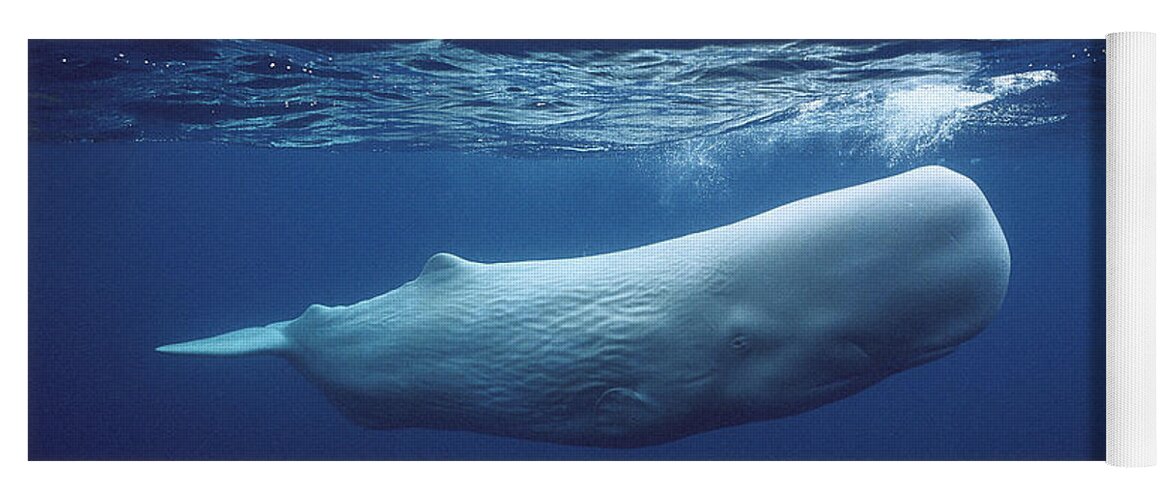00270022 Yoga Mat featuring the photograph White Sperm Whale #1 by Hiroya Minakuchi