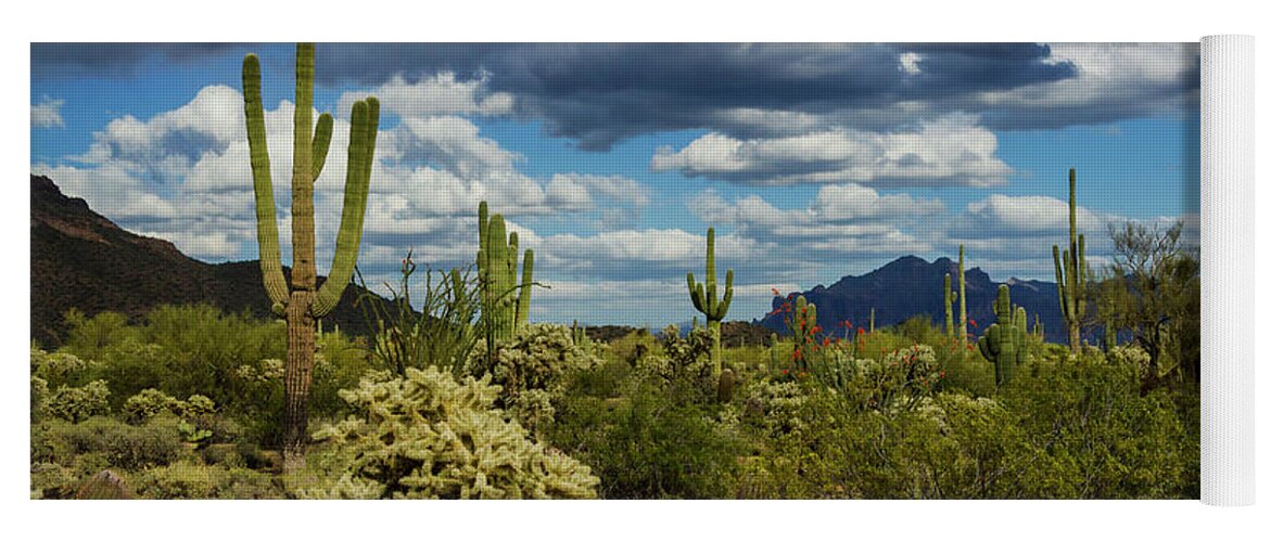 Sonoran Desert Yoga Mat featuring the photograph The Beauty of the Desert #1 by Saija Lehtonen