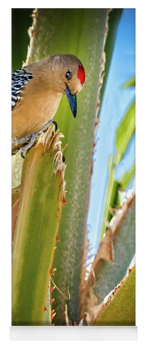 Bird Yoga Mat featuring the photograph The Gila Woodpecker #2 by Robert Bales