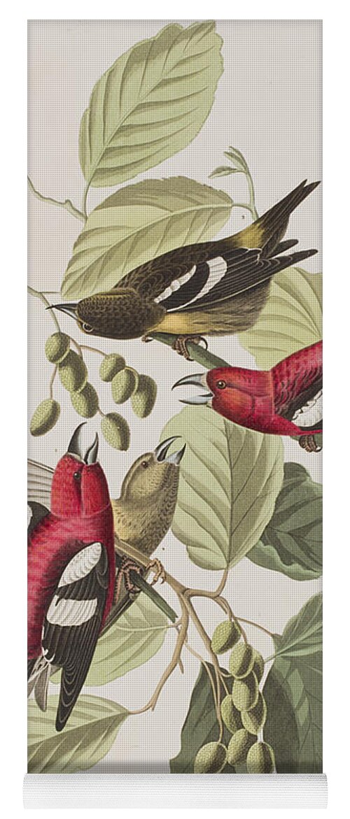 Crossbill Yoga Mat featuring the painting White-winged Crossbill by John James Audubon