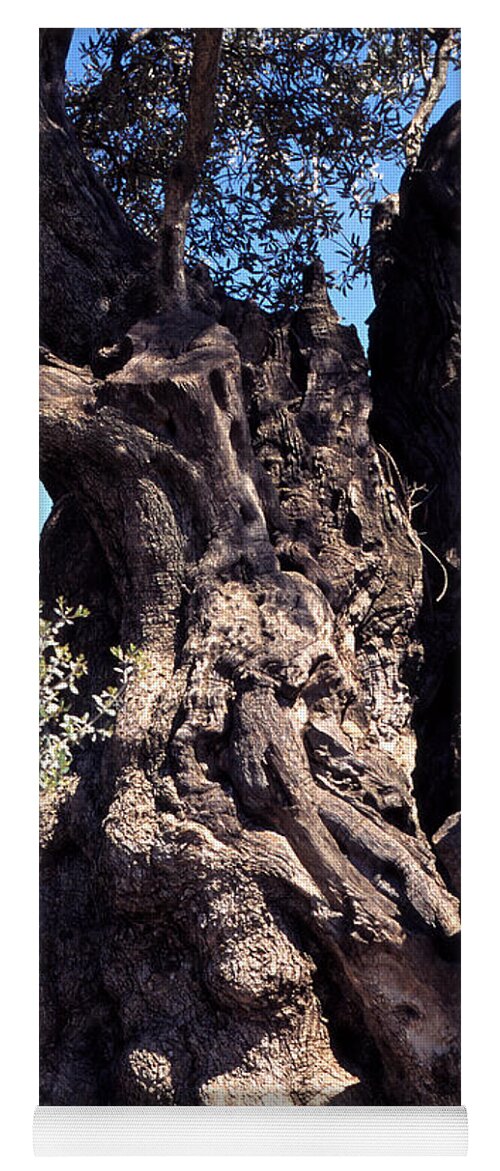 2000 Year Old Olive Tree Yoga Mat featuring the photograph 2000 year old Olive Tree by Thomas R Fletcher