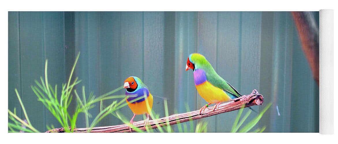 Lovebirds Yoga Mat featuring the photograph Aussie Rainbow Lovebirds by Kathy Corday