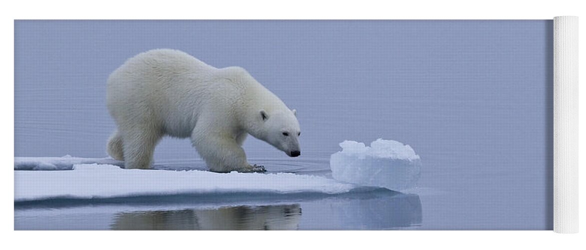 Polar Bear Yoga Mat featuring the photograph Polar Bear In Svalbard #23 by Jean-Louis Klein & Marie-Luce Hubert