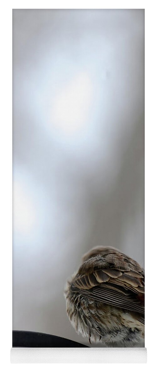 Bird Perched Yoga Mat featuring the photograph 25 Degrees by Cindy Schneider