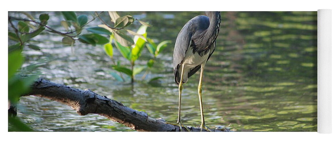  Yoga Mat featuring the photograph 26- Tri-Colored Heron by Joseph Keane