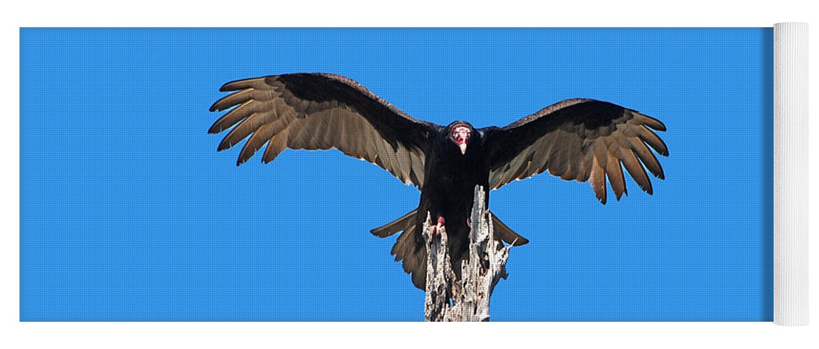 Turkey Vulture Yoga Mat featuring the photograph 29- Turkey Vulture by Joseph Keane