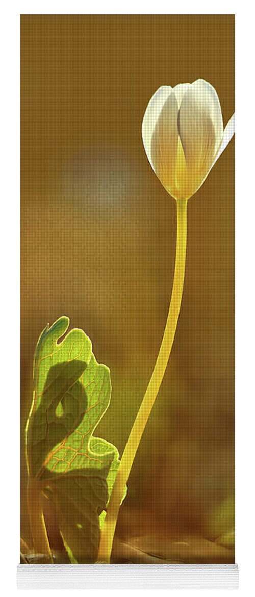 Sanguinaria Canadensis Yoga Mat featuring the photograph Bloodroot by Robert Charity