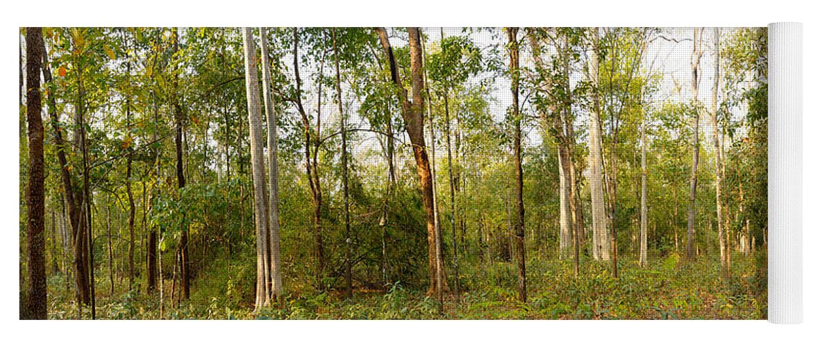 Panorama Yoga Mat featuring the photograph Dry Deciduous Forest, Cambodia #3 by Fletcher & Baylis