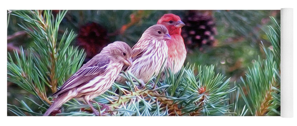 Finches Yoga Mat featuring the photograph 3 Finches Are We by Stephen Schwiesow