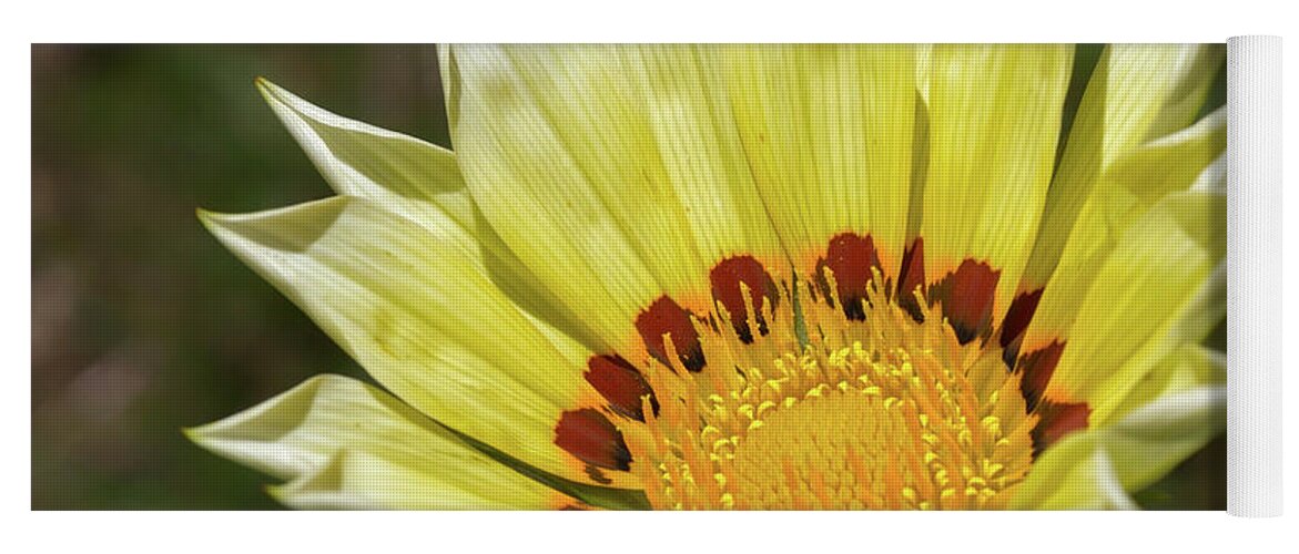 Plant Yoga Mat featuring the photograph Gazania Petals #3 by Shirley Mitchell
