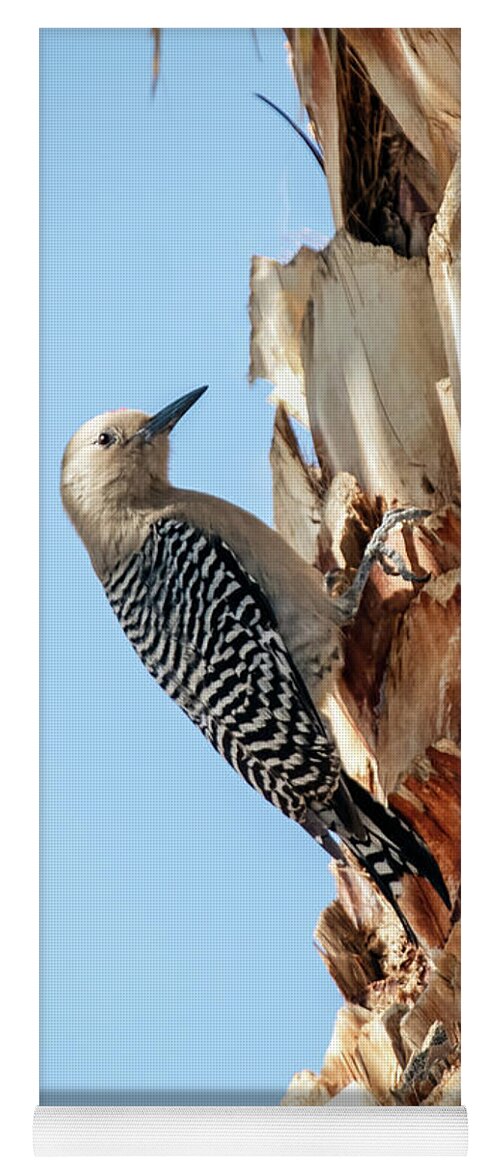 Bird Yoga Mat featuring the photograph Gila Woodpecker #3 by Robert Bales