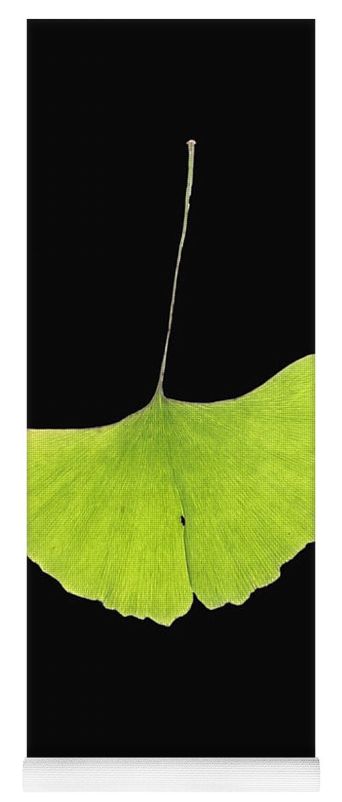 Botany Yoga Mat featuring the photograph Ginkgo Leaf #3 by Photo Researchers, Inc.