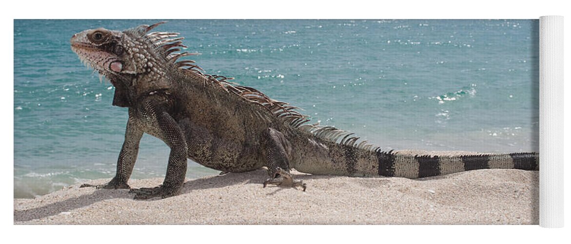 Beach Yoga Mat featuring the photograph Green Iguana on the beach #3 by Anthony Totah