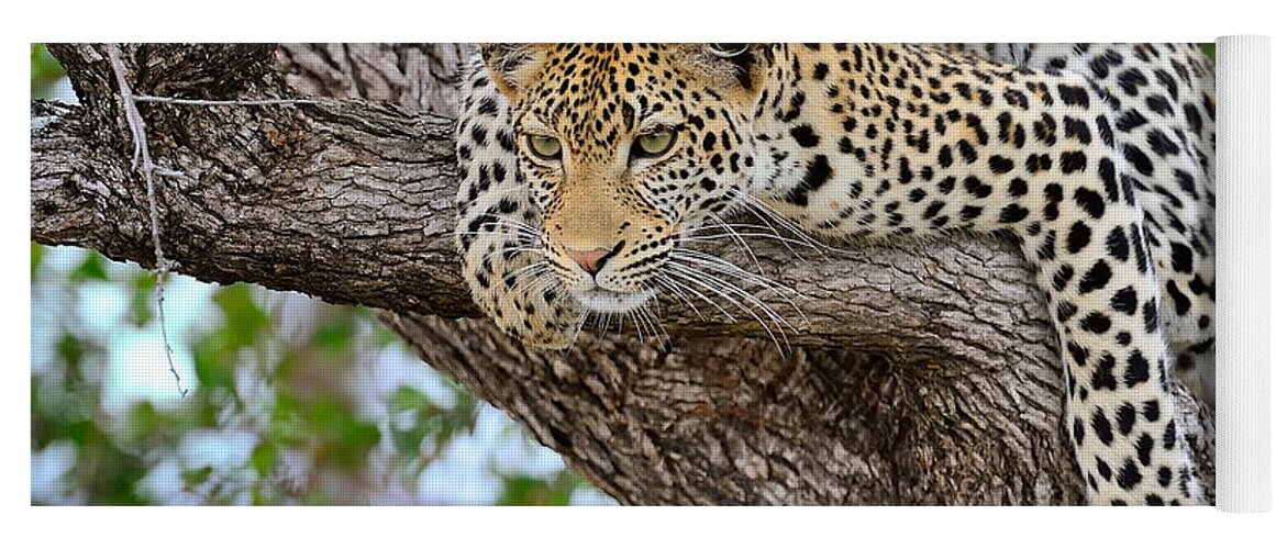 Leopard Yoga Mat featuring the photograph Leopard #3 by Jackie Russo