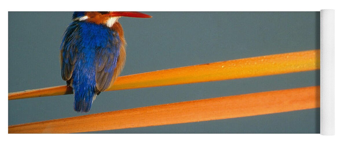 Alcedo Cristata Yoga Mat featuring the photograph Malachite Kingfisher #3 by Art Wolfe