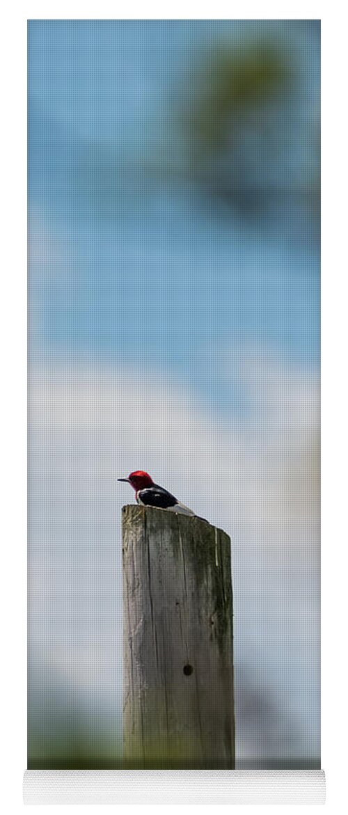 Red-headed Woodpecker Yoga Mat featuring the photograph Red-Headed Woodpecker by Holden The Moment