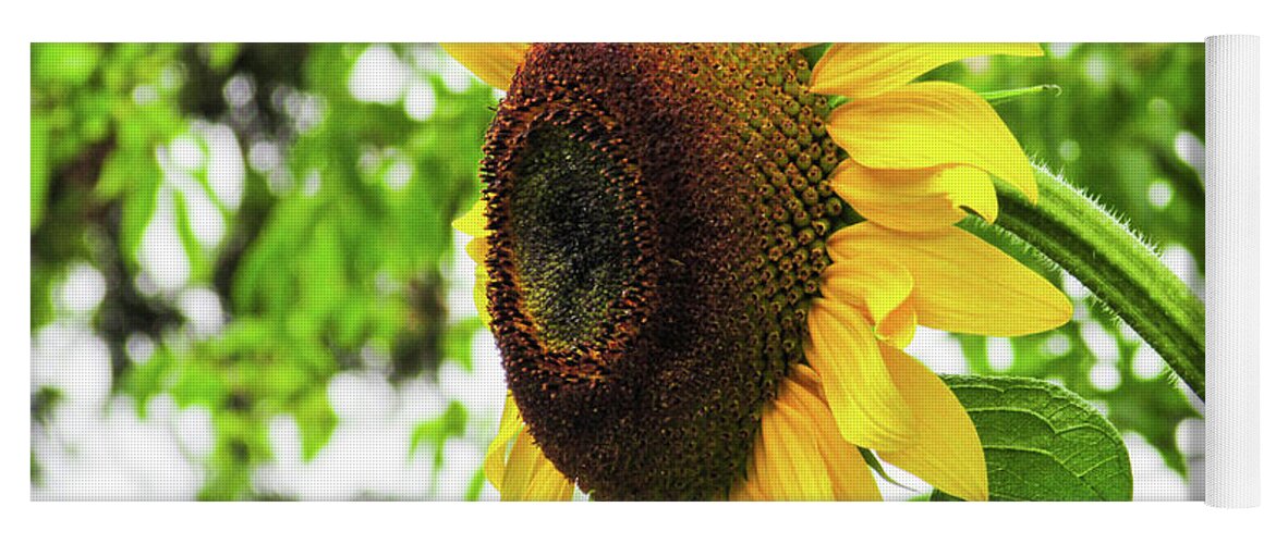 Sunflower Yoga Mat featuring the photograph Sunflower #3 by Cesar Vieira