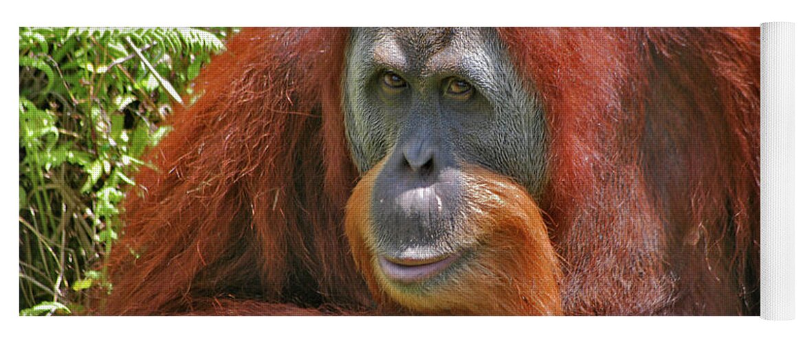 Bonnie Yoga Mat featuring the photograph 31- Orangutan by Joseph Keane