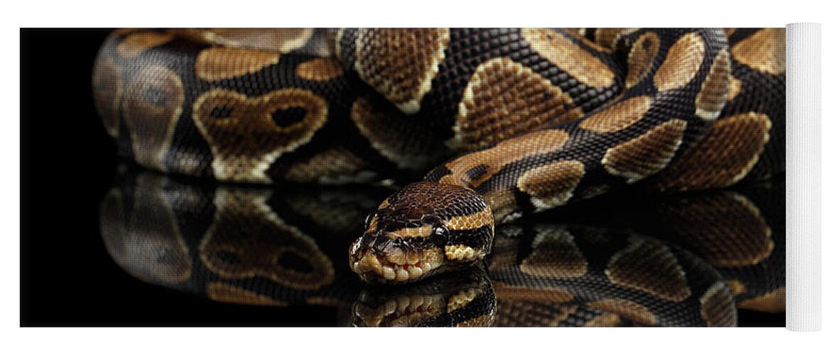 Snake Yoga Mat featuring the photograph Ball or Royal python Snake on Isolated black background #4 by Sergey Taran