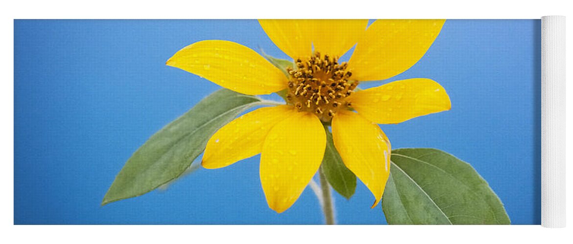 Sunflower Yoga Mat featuring the photograph Happy Sunflowers Helianthus #4 by Rich Franco