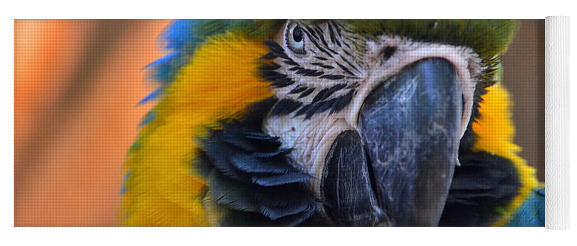 Blue And Gold Macaw Yoga Mat featuring the photograph 40- Blue And Gold Macaw by Joseph Keane