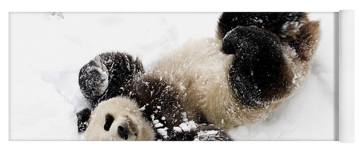 Panda Yoga Mat featuring the photograph Panda #5 by Jackie Russo
