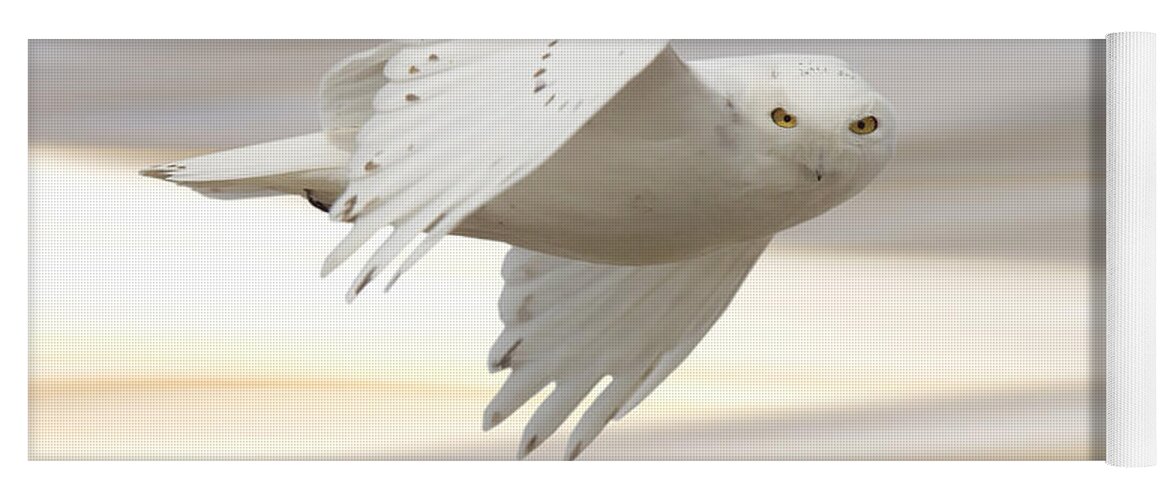 Owl Yoga Mat featuring the photograph Snowy Owl in Flight #5 by Mark Duffy