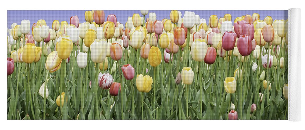 Garden Yoga Mat featuring the photograph Tulip Garden #5 by Anthony Totah