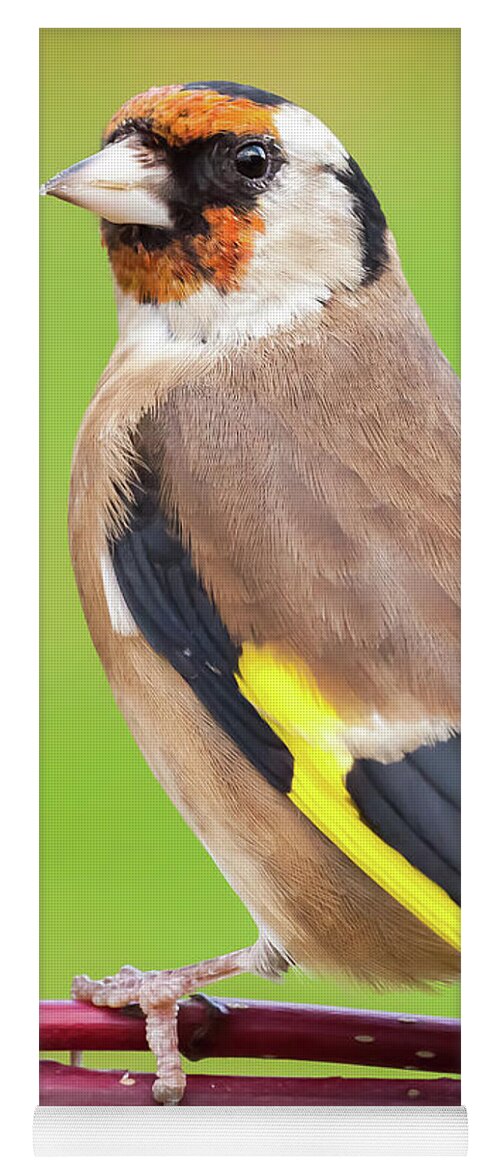 Goldfinch Yoga Mat featuring the photograph European goldfinch bird close up  #7 by Simon Bratt