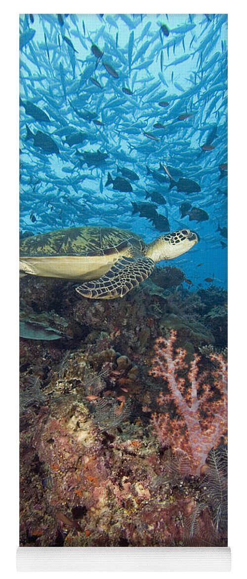 Animal Art Yoga Mat featuring the photograph Green Sea Turtle #6 by Dave Fleetham - Printscapes