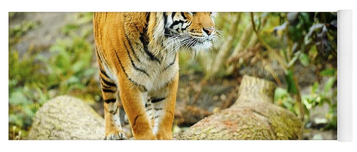 Tiger Yoga Mat featuring the photograph Tiger #6 by Jackie Russo