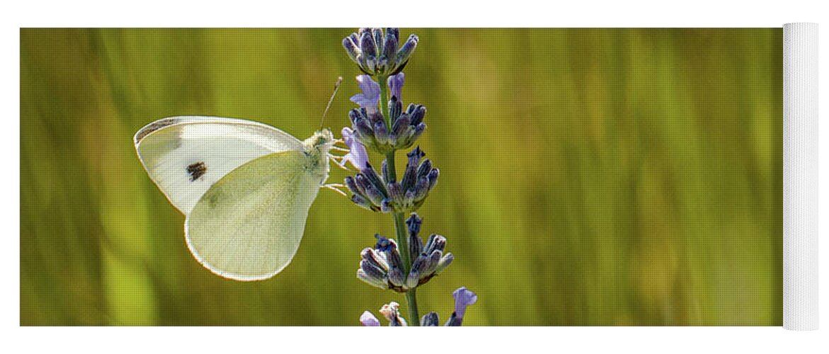 Animal Yoga Mat featuring the photograph Pieris brassicae, the large white, also called cabbage butterfly by Amanda Mohler