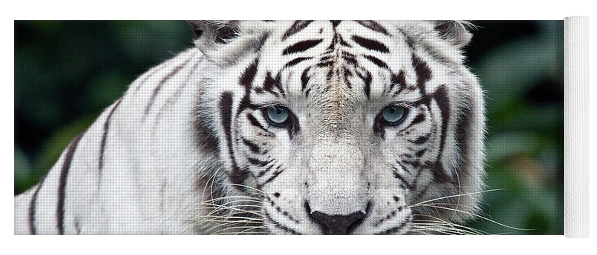 White Tiger Yoga Mat featuring the photograph White Tiger #8 by Jackie Russo