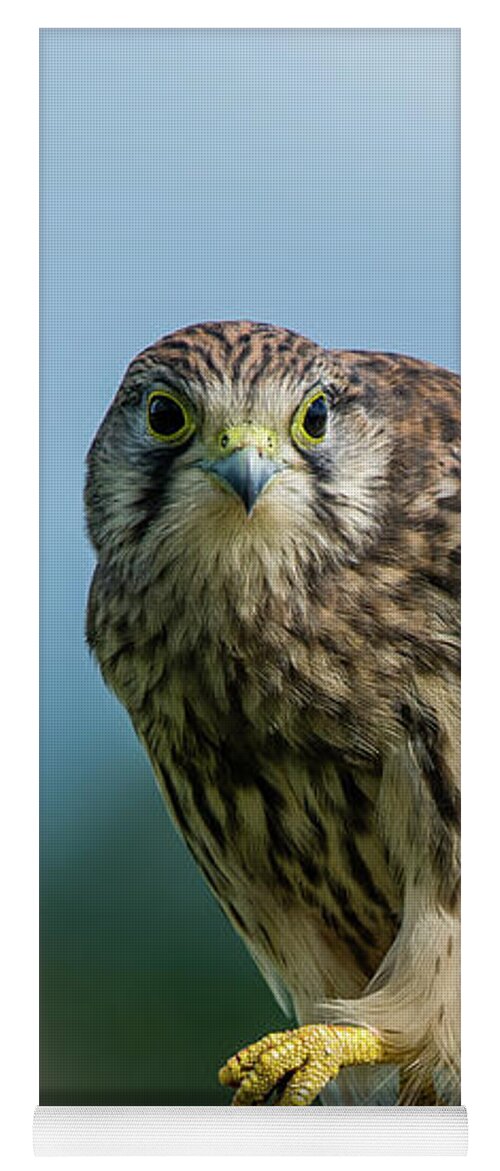 Kestrel Yoga Mat featuring the photograph A beautiful young kestrel looking behind you by Torbjorn Swenelius