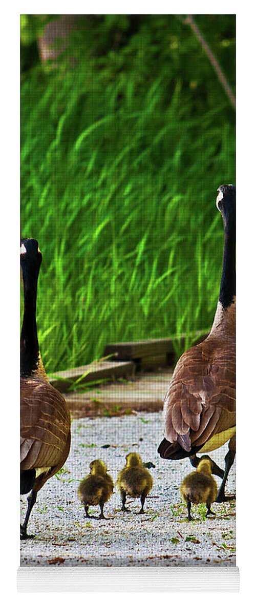 Canada Goose Yoga Mat featuring the photograph A Family Stroll by Ed Peterson