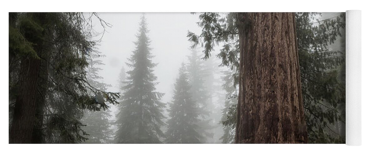 Sequoias Yoga Mat featuring the photograph A Giant in the Fog by Belinda Greb