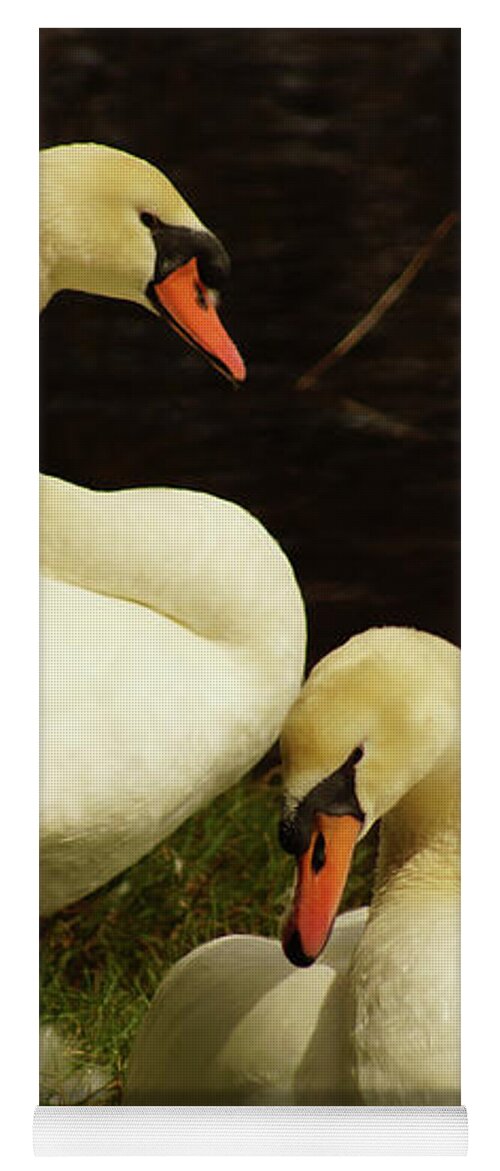 Mute Swan Yoga Mat featuring the photograph A Handsome Pair by Cassandra Buckley