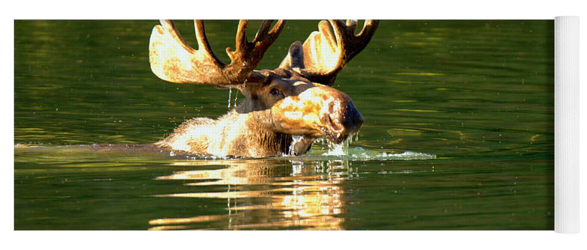 Moose Yoga Mat featuring the photograph A Head Above Water by Adam Jewell