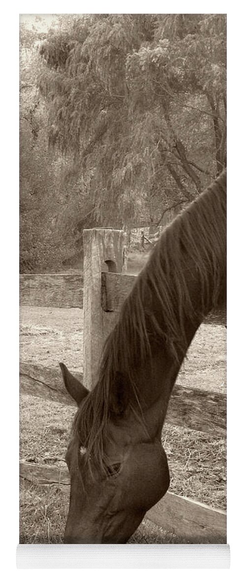 Horse Yoga Mat featuring the photograph A Little Stretch by Gordon Beck