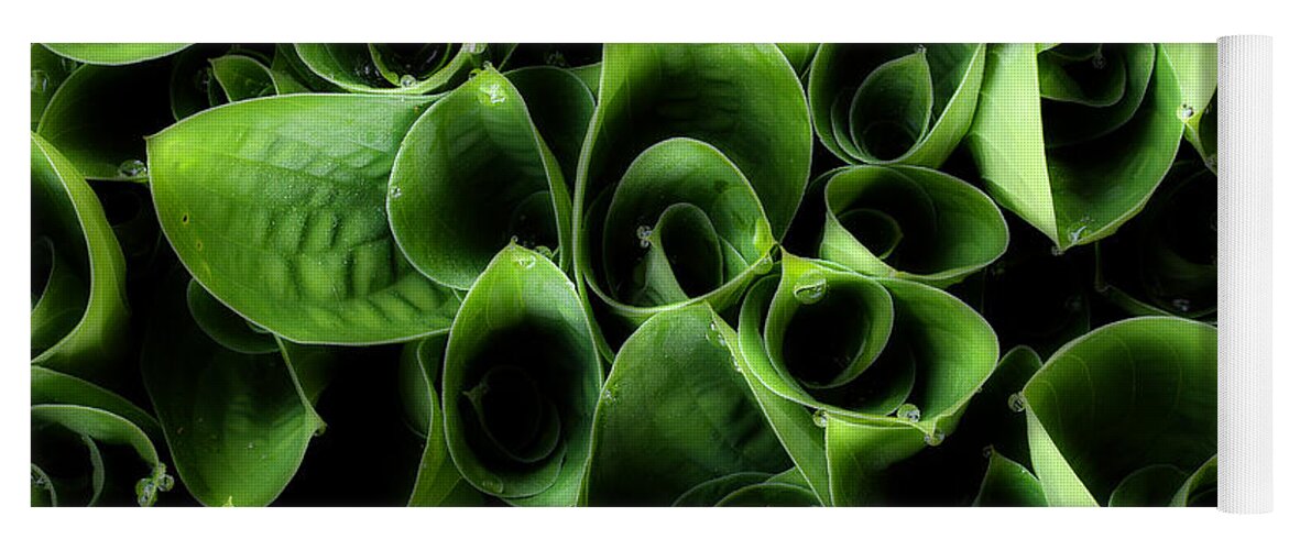 Green Flower Petals Yoga Mat featuring the photograph A New Season Unfolding by Mike Eingle
