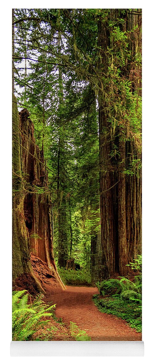 Path Yoga Mat featuring the photograph A Path Through The Redwoods by James Eddy